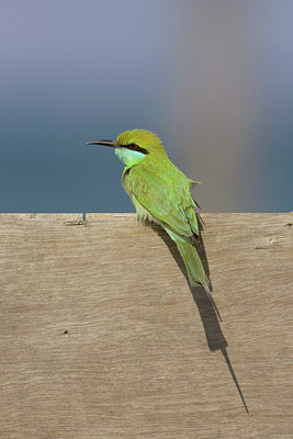 BUITEN BEELD Foto: 16971