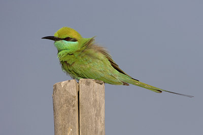 BUITEN BEELD Foto: 16972