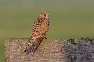 BUITEN BEELD Foto: 16976