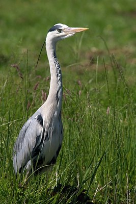 BUITEN BEELD Foto: 16979