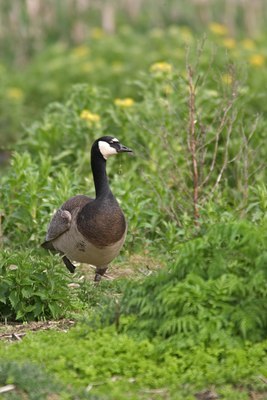 BUITEN BEELD Foto: 16994