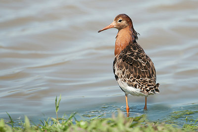 BUITEN BEELD Foto: 169074