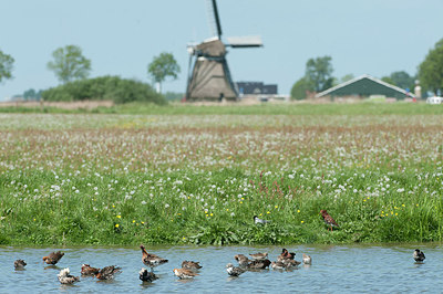 BUITEN BEELD Foto: 169076