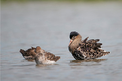 BUITEN BEELD Foto: 169080