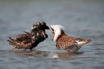 BUITEN BEELD Foto: 169092
