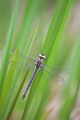 BUITEN BEELD Foto: 169101