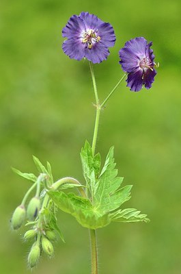 BUITEN BEELD Foto: 169119