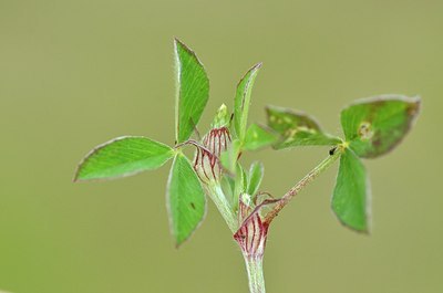 BUITEN BEELD Foto: 169120