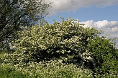 BUITEN BEELD Foto: 169176