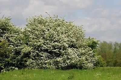 BUITEN BEELD Foto: 169182