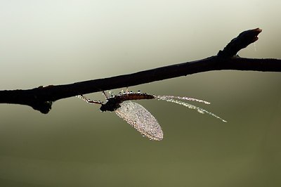 BUITEN BEELD Foto: 169217