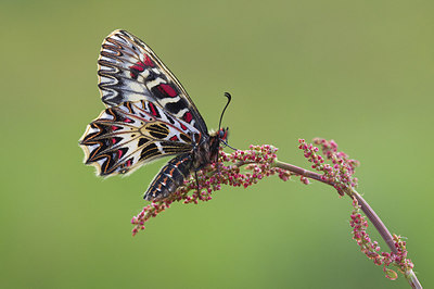BUITEN BEELD Foto: 169260