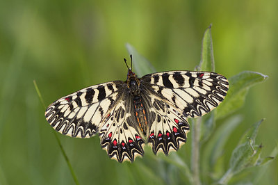 BUITEN BEELD Foto: 169264