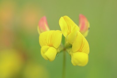 BUITEN BEELD Foto: 169284
