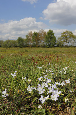 BUITEN BEELD Foto: 169327