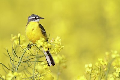 BUITEN BEELD Foto: 169340