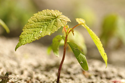 BUITEN BEELD Foto: 169370