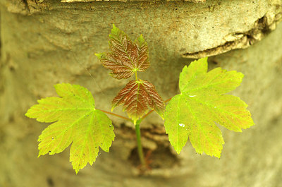 BUITEN BEELD Foto: 169371