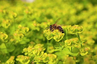 BUITEN BEELD Foto: 169384