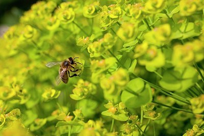 BUITEN BEELD Foto: 169385