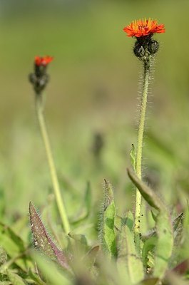 BUITEN BEELD Foto: 169460