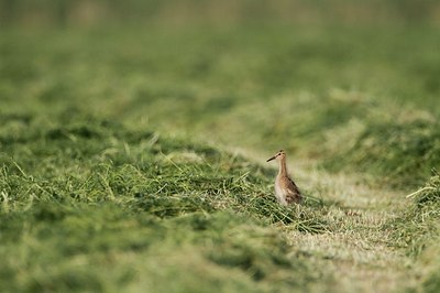 BUITEN BEELD Foto: 169461