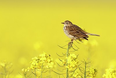 BUITEN BEELD Foto: 169462