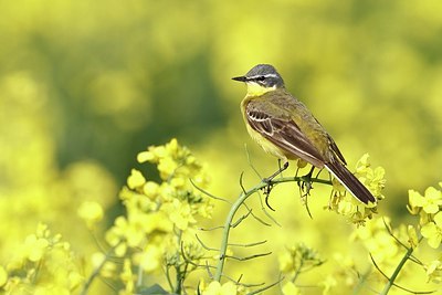 BUITEN BEELD Foto: 169463