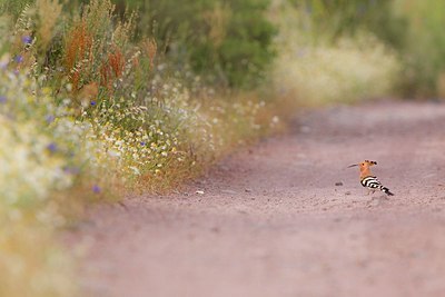 BUITEN BEELD Foto: 169467