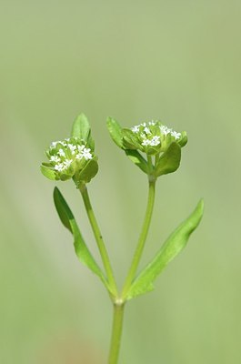 BUITEN BEELD Foto: 169486