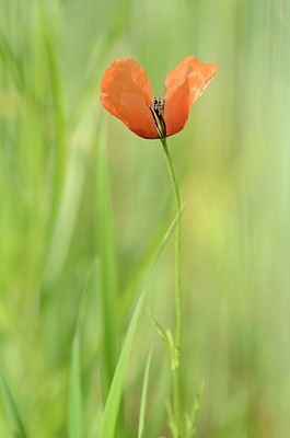 BUITEN BEELD Foto: 169491