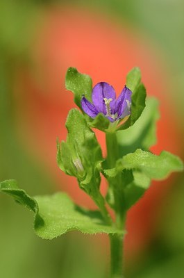 BUITEN BEELD Foto: 169507