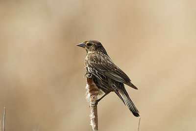 BUITEN BEELD Foto: 169523