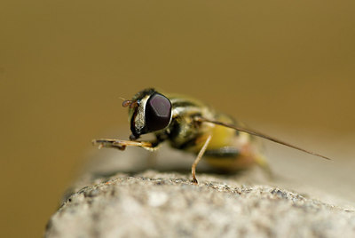 BUITEN BEELD Foto: 169545