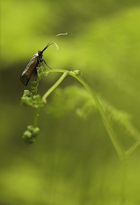 BUITEN BEELD Foto: 169548