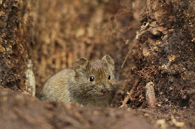 BUITEN BEELD Foto: 169568