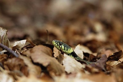 BUITEN BEELD Foto: 169575