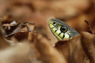 BUITEN BEELD Foto: 169577