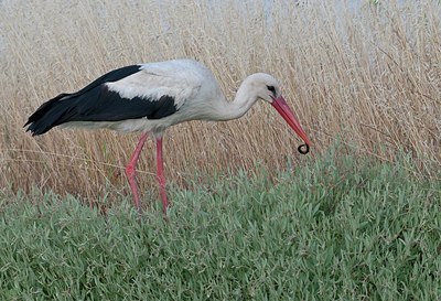 BUITEN BEELD Foto: 169580