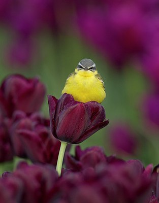 BUITEN BEELD Foto: 169582