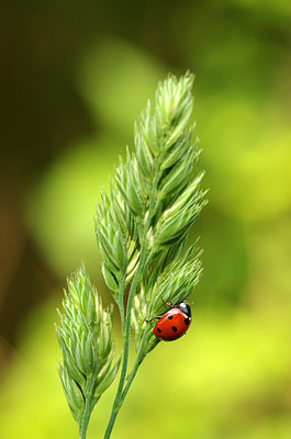 BUITEN BEELD Foto: 169583