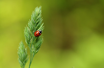 BUITEN BEELD Foto: 169584