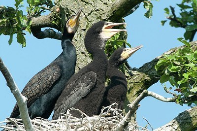 BUITEN BEELD Foto: 169590