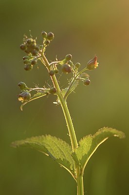 BUITEN BEELD Foto: 169600