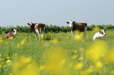 BUITEN BEELD Foto: 169605