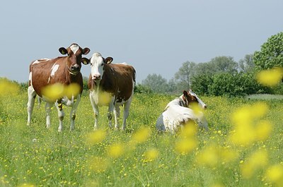 BUITEN BEELD Foto: 169607