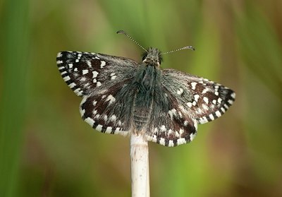 BUITEN BEELD Foto: 169610