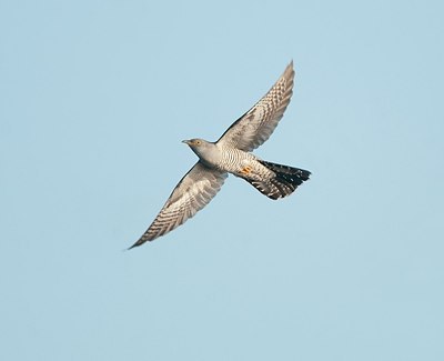 BUITEN BEELD Foto: 169611