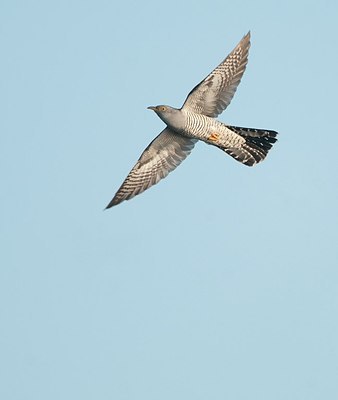 BUITEN BEELD Foto: 169612