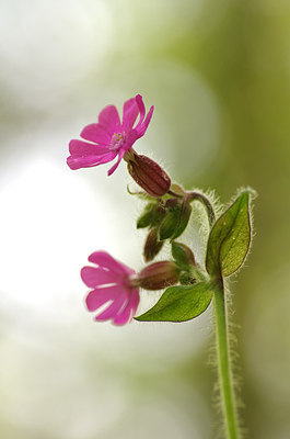 BUITEN BEELD Foto: 169616